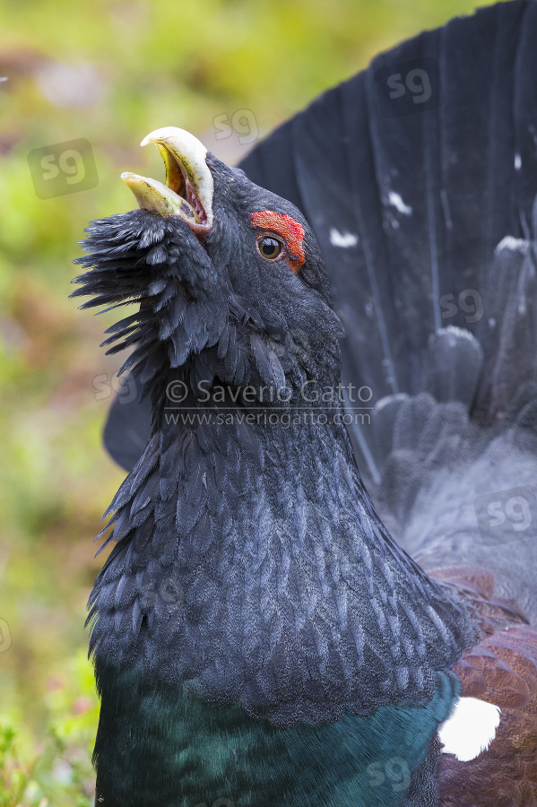 Western Capercaillie